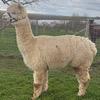 TOFT Jargel Elite Brown huacaya female for sale at TOFT Alpaca Stud